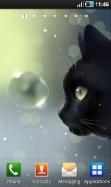 Curious Cat