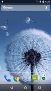 Dandelion Live Wallpaper
