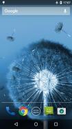 Dandelion Live Wallpaper