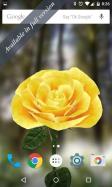 3D Rose Live Wallpaper Free