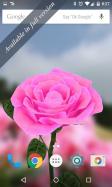 3D Rose Live Wallpaper Free