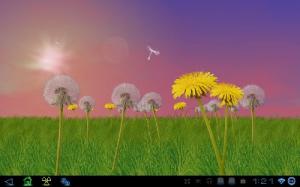 dandelions