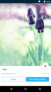 Backgrounds HD (Wallpapers)
