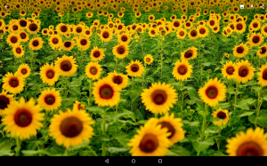 Backgrounds HD (Wallpapers)