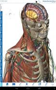 Human Anatomy Atlas