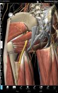 Human Anatomy Atlas