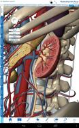 Human Anatomy Atlas