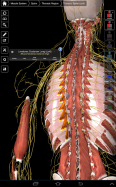Essential Anatomy 3