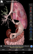 Essential Anatomy 3
