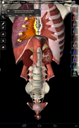 Essential Anatomy 3