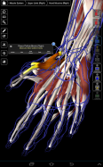 Essential Anatomy 3