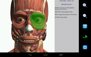 Visual Anatomy