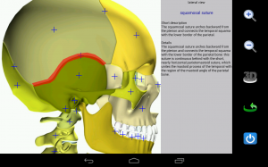 Visual Anatomy