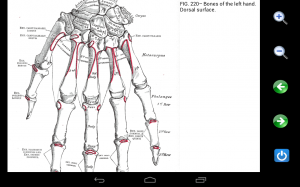 Visual Anatomy