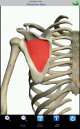 Visual Anatomy