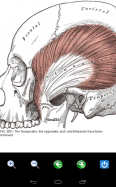 Visual Anatomy