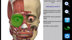 Visual Anatomy