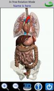 Visual Anatomy