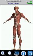 Visual Anatomy