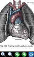 Visual Anatomy