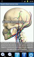 Visual Anatomy