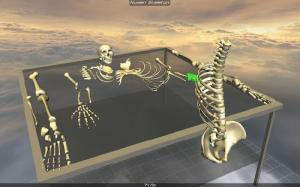 BodyDisasm